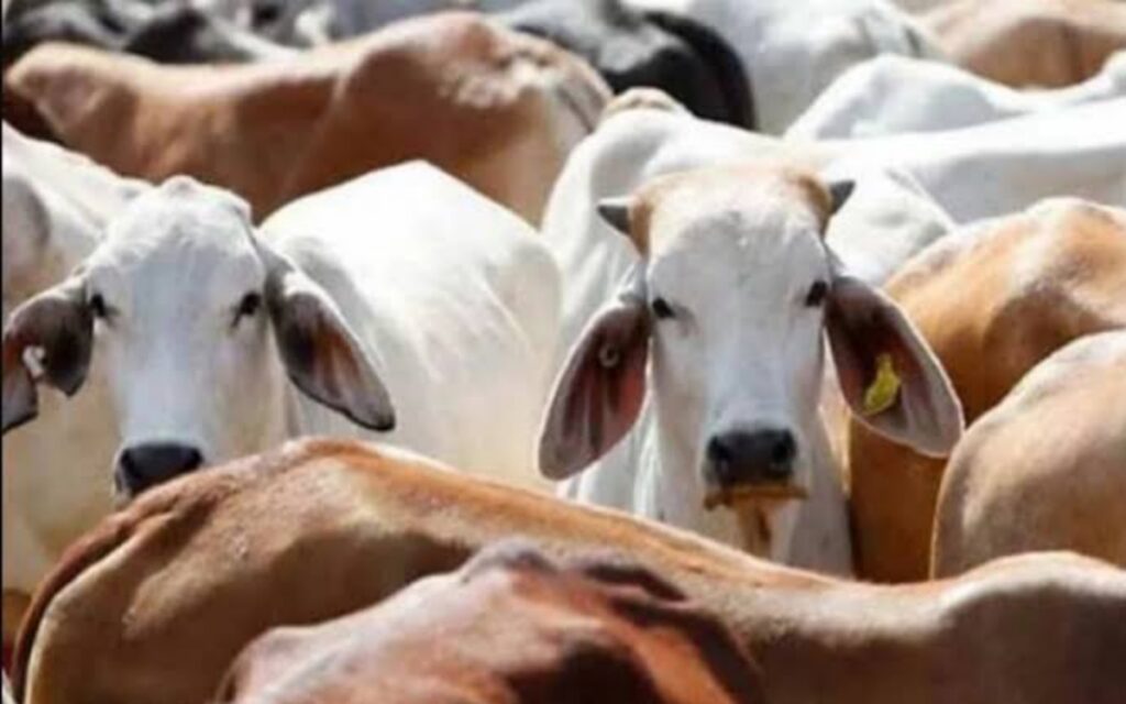 योगी सरकार का गौवंश के लिए फैसला