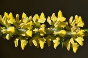 अंतर्राष्ट्रीय जैव विविधता दिवस