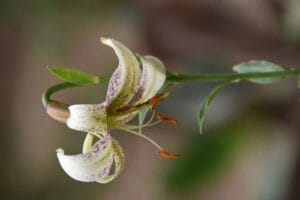 अंतर्राष्ट्रीय जैव विविधता दिवस