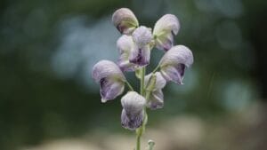 अंतर्राष्ट्रीय जैव विविधता दिवस